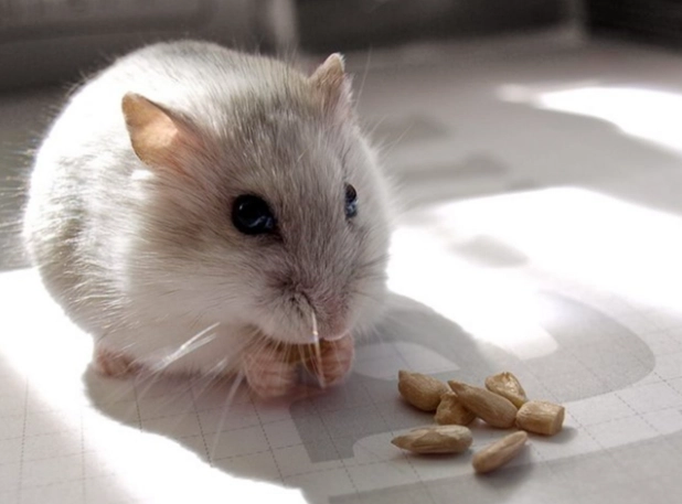 倉鼠可以吃生米嗎