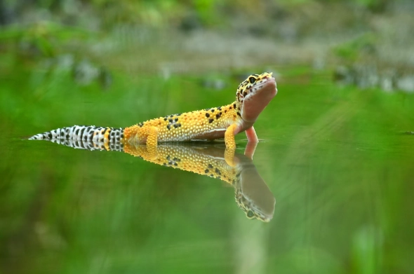守宮可以吃什麼水果