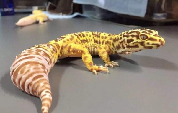 守宮斷尾怎麼辦