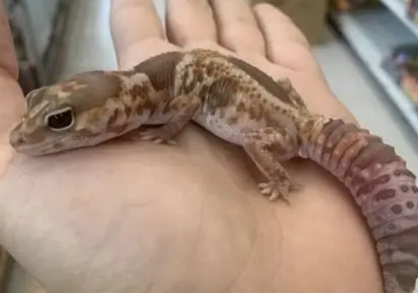 肥尾守宮吃什麼