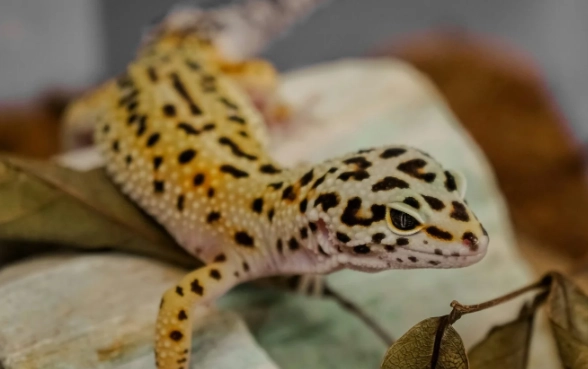 守宮腸胃炎症狀