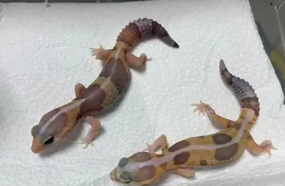 肥尾守宮餵食量