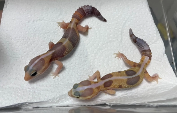 肥尾守宮幼體餵食頻率