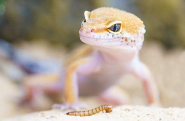 睫角守宮不吃東西