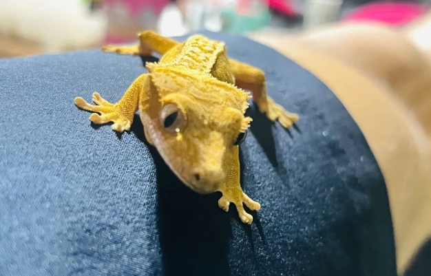 守宮可以不吃蟲嗎