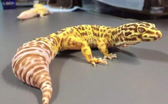 守宮斷尾會痛嗎