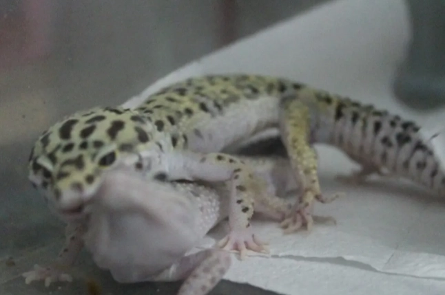 公守宮發情特徵