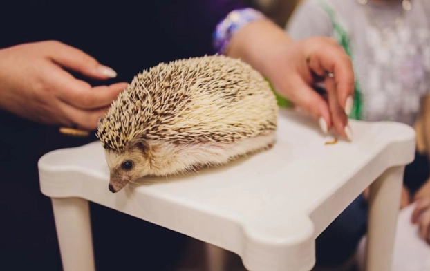 飼養刺蝟公母差異