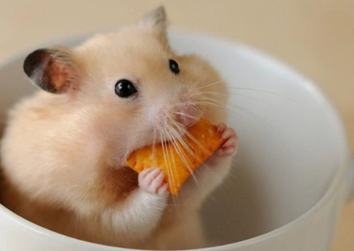 倉鼠籠清潔 倉鼠籠清潔