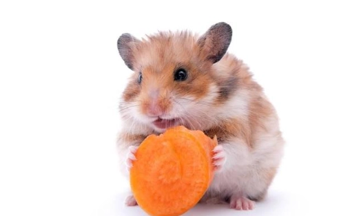 倉鼠飼養技巧 倉鼠飼養技巧