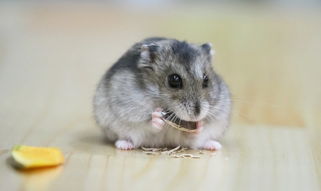 倉鼠 紅蘿蔔 倉鼠 紅蘿蔔