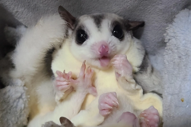 蜜袋鼯飼養環境