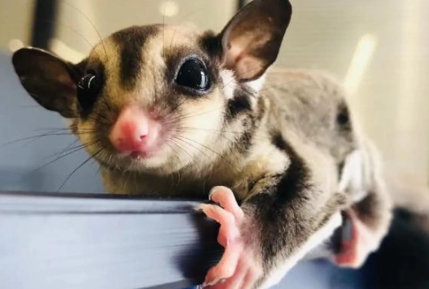 蜜袋鼯飼養環境