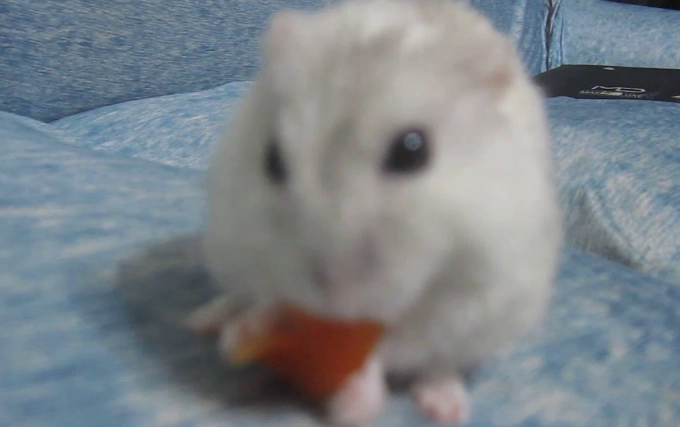 倉鼠飲食注意事項 倉鼠飲食注意事項