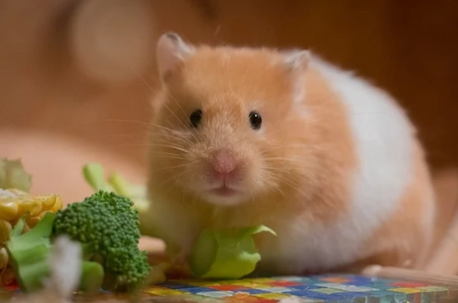 倉鼠飲食 倉鼠飲食