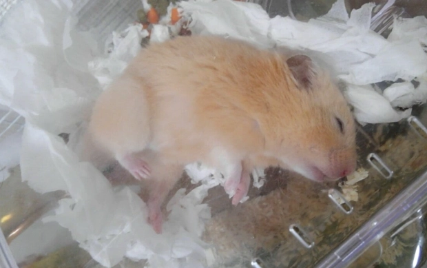 倉鼠猝死預防