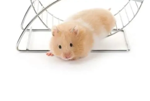 倉鼠清潔方法