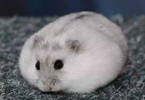 倉鼠除臭方法 倉鼠除臭方法