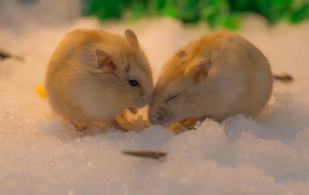 倉鼠洗澡