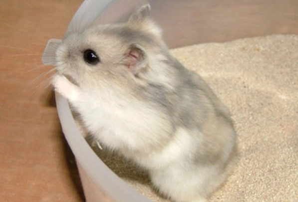 倉鼠除臭方法 倉鼠除臭方法