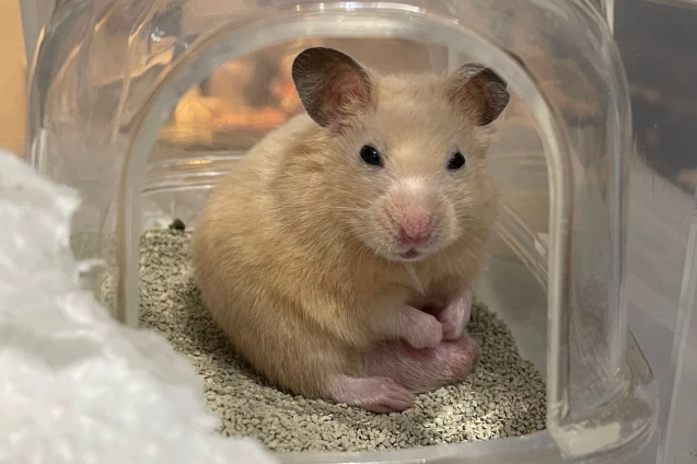 紅蘿蔔餵食 紅蘿蔔餵食