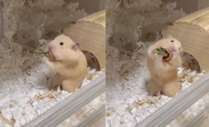 倉鼠 紅蘿蔔 倉鼠 紅蘿蔔