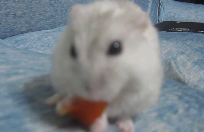 紅蘿蔔餵食 紅蘿蔔餵食