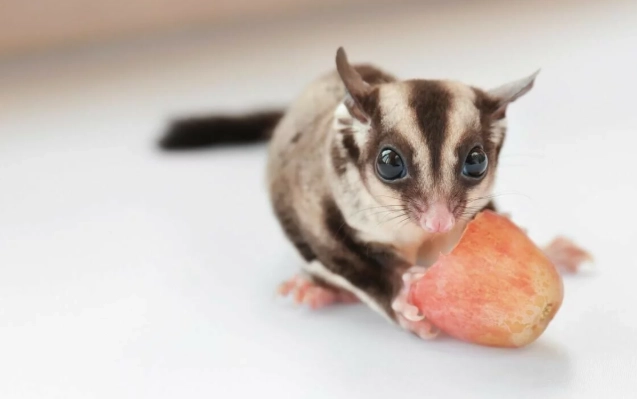 蜜袋鼯健康護理