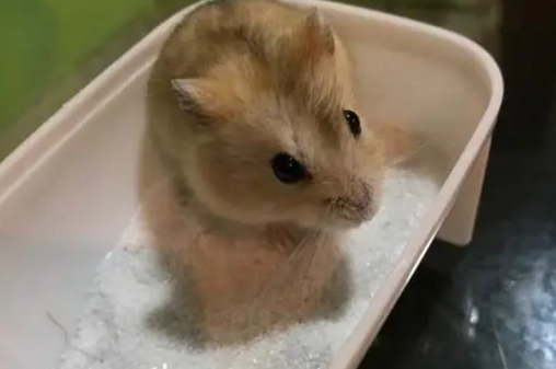 倉鼠洗澡