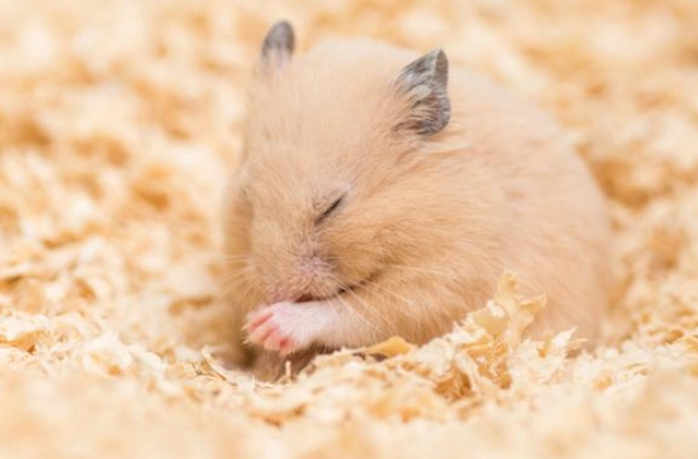 倉鼠 低溫症 倉鼠 低溫症