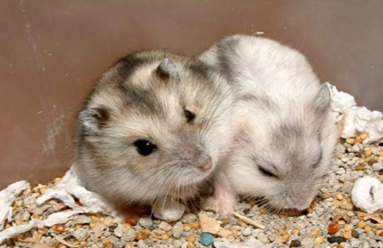 倉鼠急救方法 倉鼠急救方法