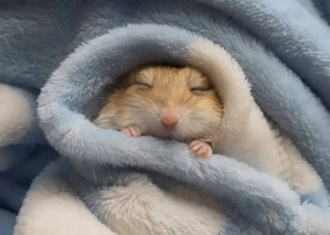 倉鼠 偽冬眠 急救 倉鼠 偽冬眠 急救