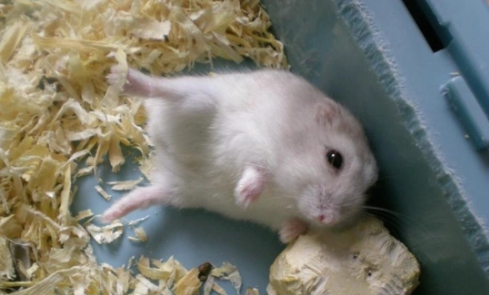 倉鼠死掉前兆 倉鼠死掉前兆