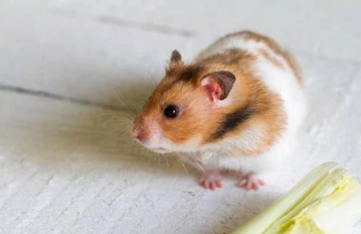 倉鼠 偽冬眠 倉鼠 偽冬眠