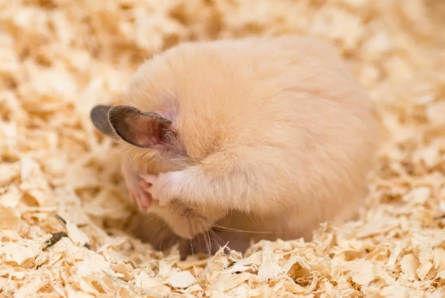 倉鼠 偽冬眠 急救 倉鼠 偽冬眠 急救