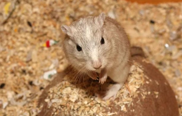 倉鼠照顧指南