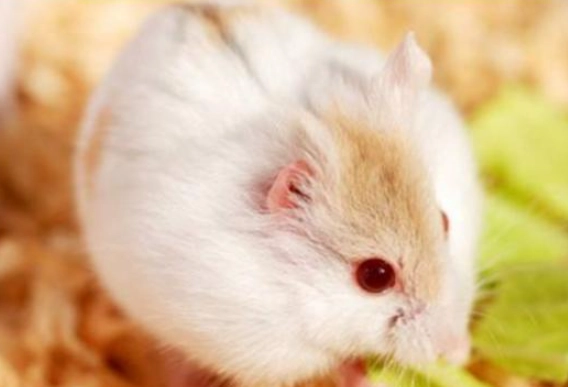 倉鼠 偽冬眠 倉鼠 偽冬眠