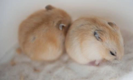 倉鼠急救 倉鼠急救