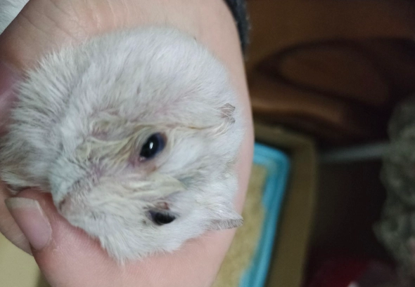 寵物倉鼠照護 寵物倉鼠照護