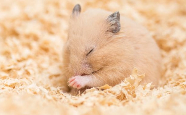 倉鼠照顧指南