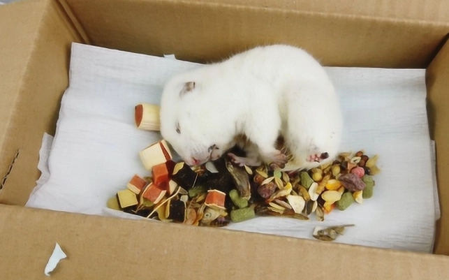 倉鼠飼養注意事項 倉鼠飼養注意事項