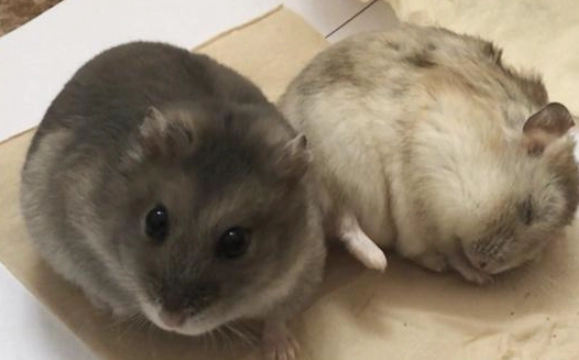 倉鼠眼睛異常 倉鼠眼睛異常