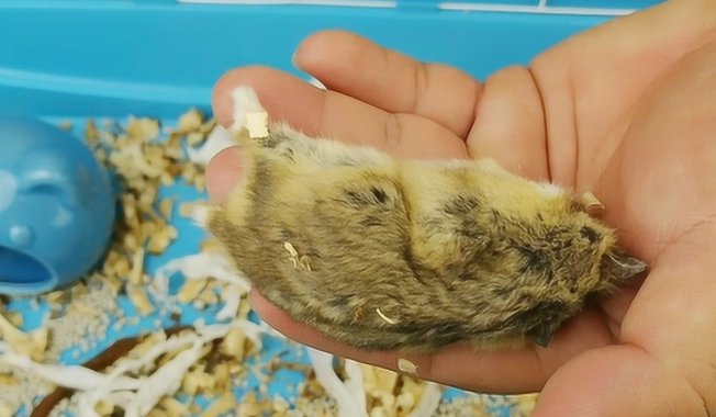 倉鼠飼養注意事項 倉鼠飼養注意事項