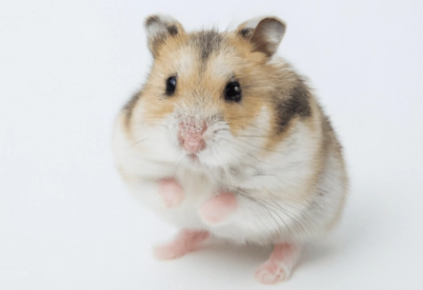 倉鼠急救 倉鼠急救