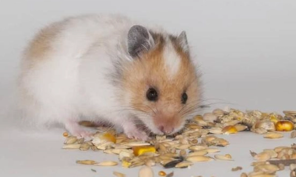 倉鼠 低溫症 倉鼠 低溫症