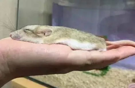 倉鼠熱衰竭處理