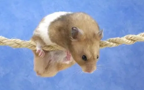 倉鼠裝死 倉鼠裝死