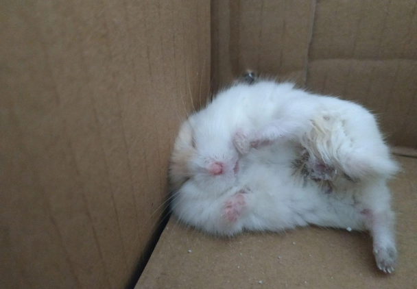 倉鼠死了原因 倉鼠死了原因