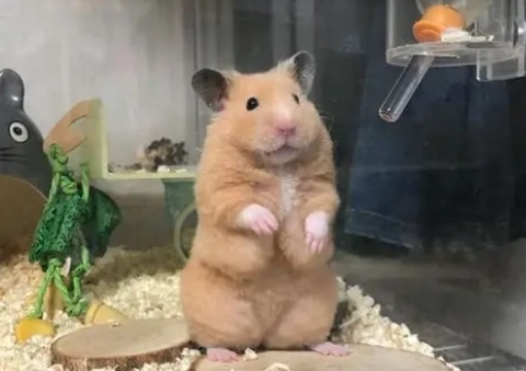 倉鼠裝死 倉鼠裝死