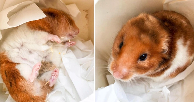 倉鼠急救 倉鼠急救